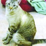 article image -